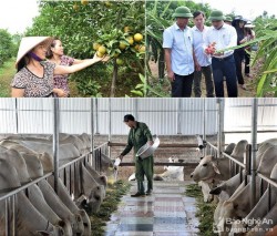 UBND tỉnh Nghệ An phê duyệt Chương trình khuyến nông giai đoạn 2021 - 2025