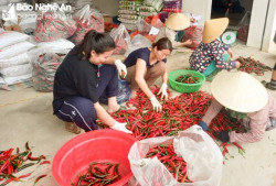 HTX nông nghiệp Diễn Phong liên kết tiêu thụ sản phẩm giá cao cho bà con