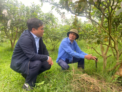 Đề án Phát triển Hợp tác xã nông nghiệp ứng dụng công nghệ cao giai đoạn 2026 - 2030