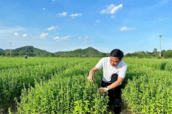 Hợp tác xã, nông dân gặp nhiều khó khăn tiếp cận dòng vốn nông nghiệp