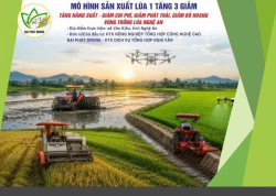 Tích cực chuyển đổi xanh trong nông nghiệp với MÔ HÌNH SẢN XUẤT LÚA 1 TĂNG 3 GIẢM: TĂNG NĂNG SUẤT - GIẢM CHI PHÍ, GIẢM PHÁT THẢI, GIẢM BỎ HOANG VÙNG TRỒNG LÚA