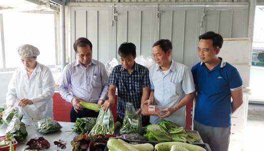 Hợp tác xã nông sản sạch Hoàng Mai: Làm giàu từ sản xuất rau rau, củ, quả sạch