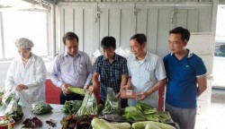 Hợp tác xã nông sản sạch Hoàng Mai: Làm giàu từ sản xuất rau rau, củ, quả sạch