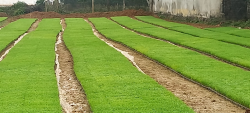 HTX nông nghiệp Minh Thành phục vụ thành viên gieo cấy vụ lúa Xuân 2023