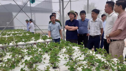 Thái Bình: Thanh niên trẻ thành lập HTX trồng rau má thủy canh