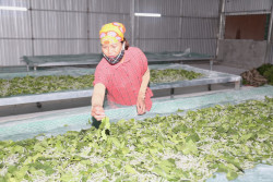 Hợp tác xã nông nghiệp dâu tằm Đồng Tiến: Đổi mới nghề trồng dâu nuôi tằm truyền thống