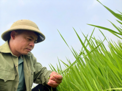 Triển khai chính sách thu hút chuyên gia khoa học, công nghệ, đổi mới sáng tạo và chuyển đổi số