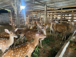 Nuôi hươu và gà bằng thảo dược – Mô hình HTX sinh thái hiện đại