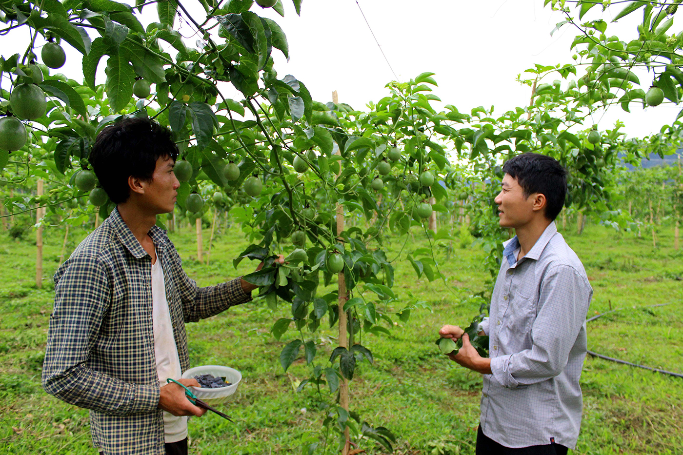 chanh leo tung la cay trong mang lai hieu qua kinh te cao nhat tai vung bien tri le que phong anh quang an